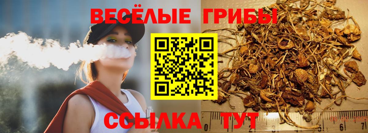 Галлюциногенные грибы Psilocybe Гусев