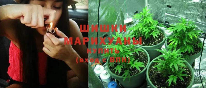 kraken как войти  дарнет шоп  Гусев  Шишки марихуана SATIVA & INDICA 